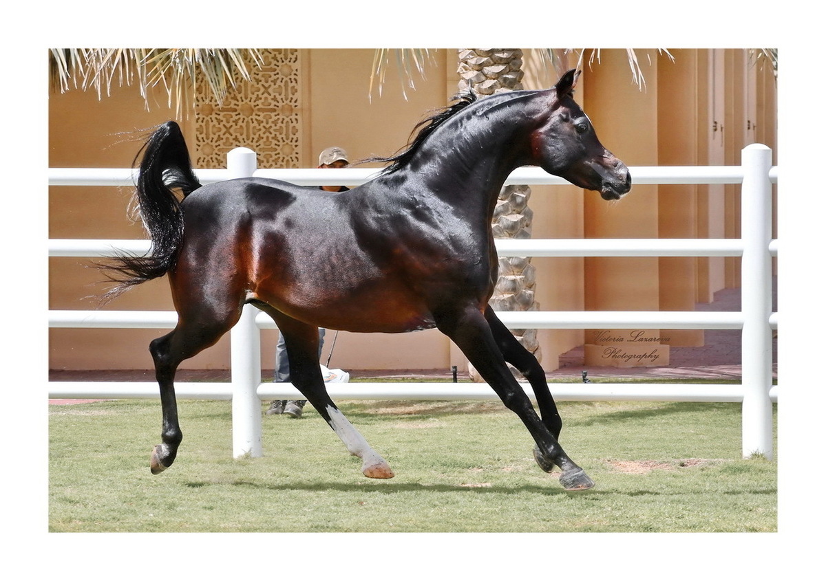 The Platinum World Champion Stallion, Royal Colours