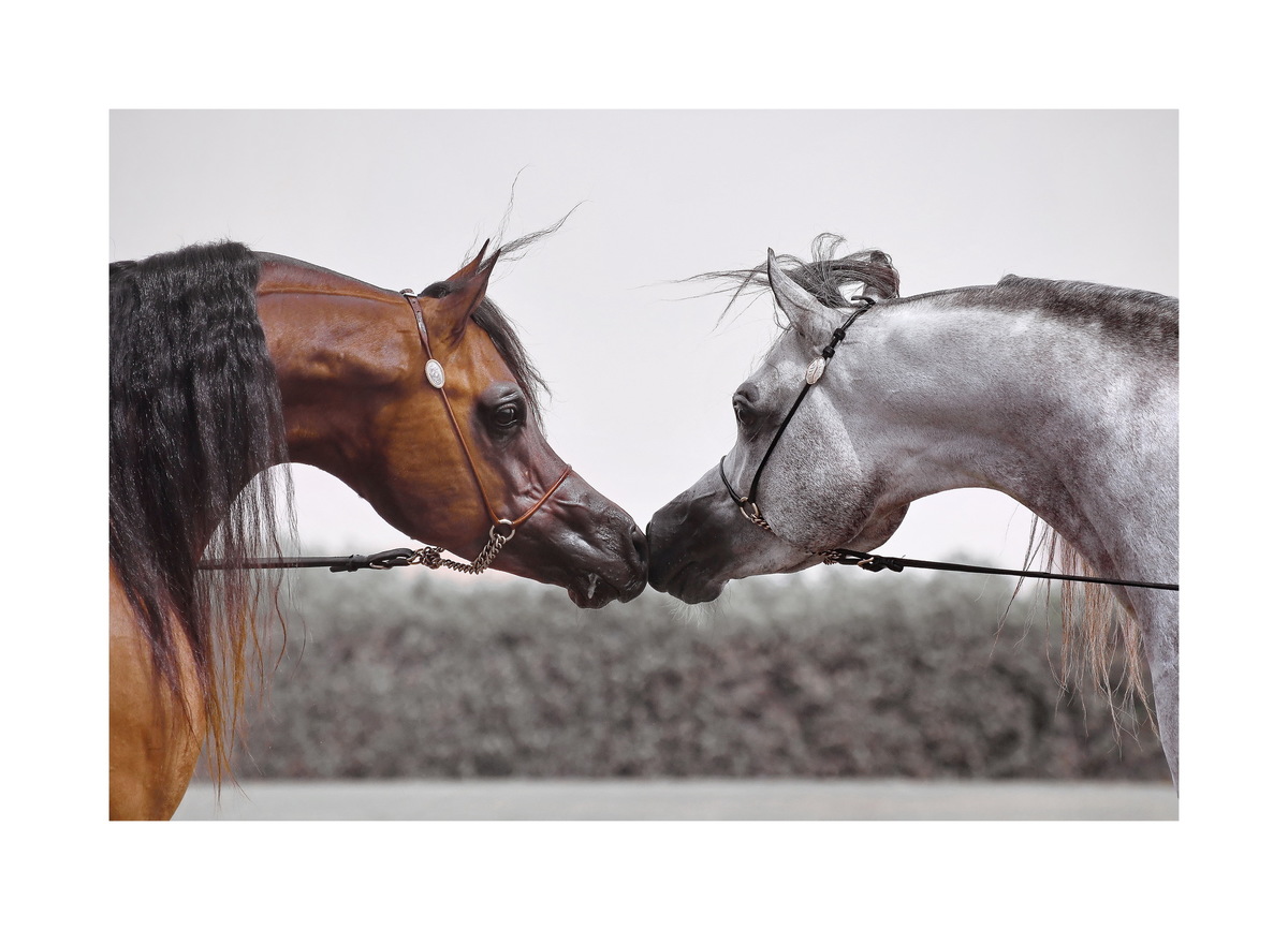 «Широкий лоб, вогнутый профиль и лебединая шея – отличительные черты арабской лошади»