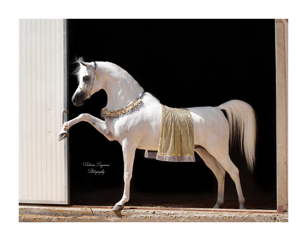 «Ещё одной отличительной чертой арабской лошади является так называемый «петушиный» хвост, который лошадь поднимает высоко при любом виде быстрого аллюра»