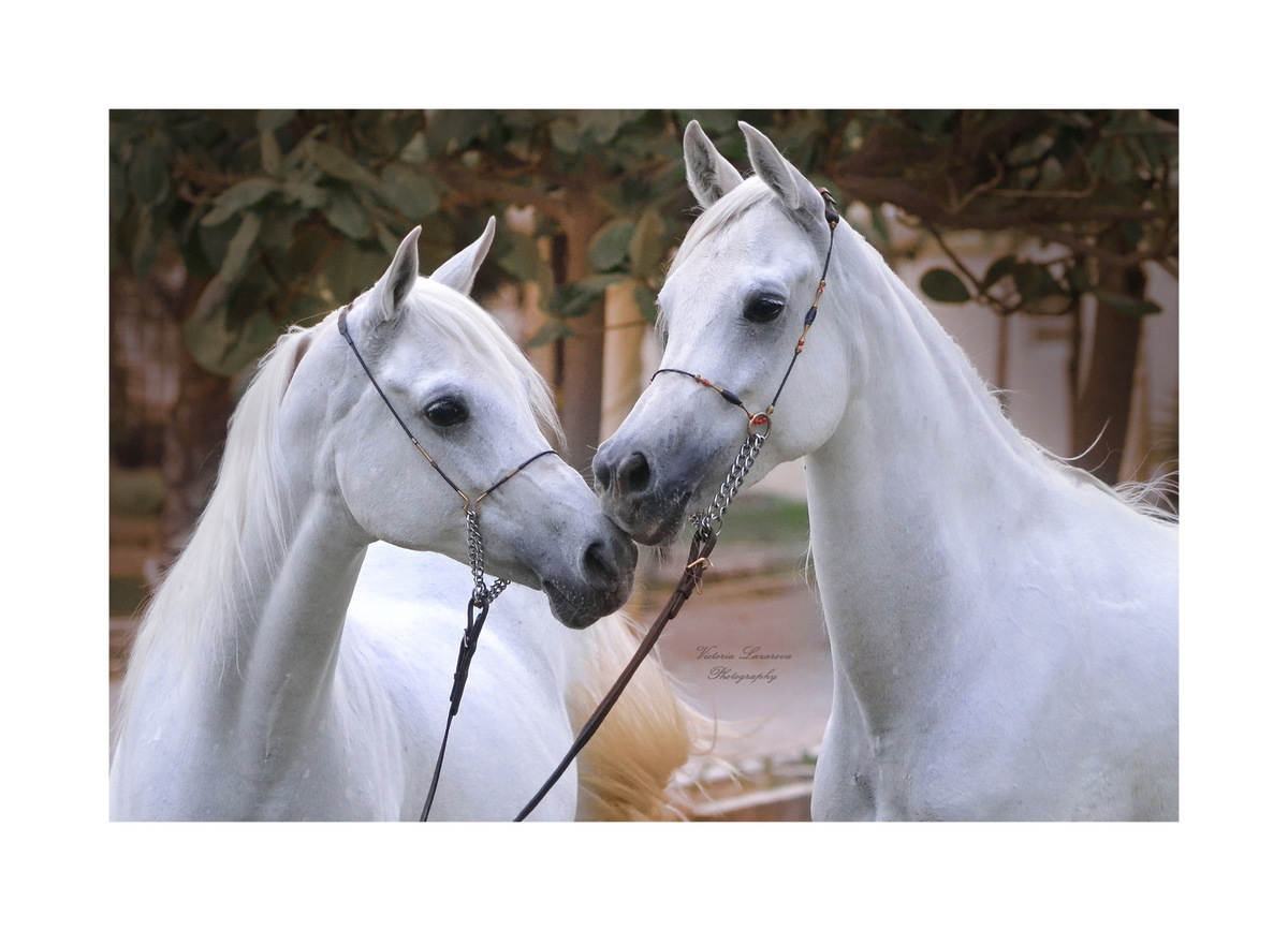 «Наиболее породистые арабские скакуны имеют ярко выраженный «щучий» (вогнутый) профиль. Хотя встречаются арабские лошади с почти прямым профилем»