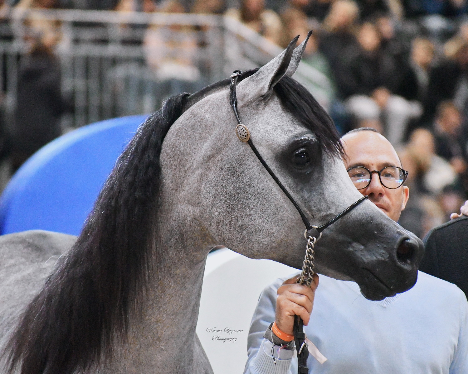  Afreen Al Shaqab