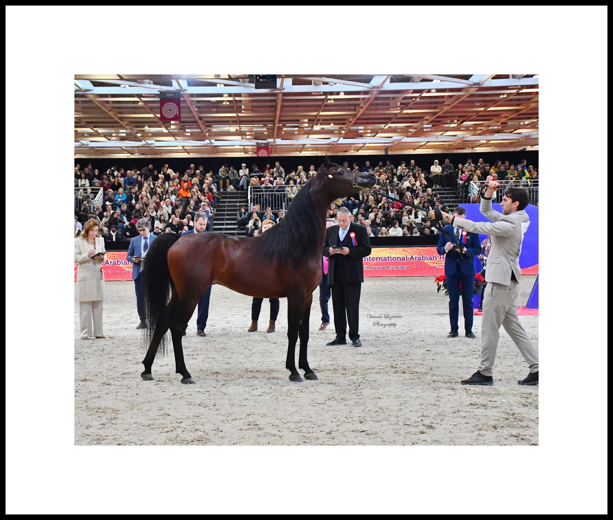 Special prize “Best French Horse” – FAARIS AM 