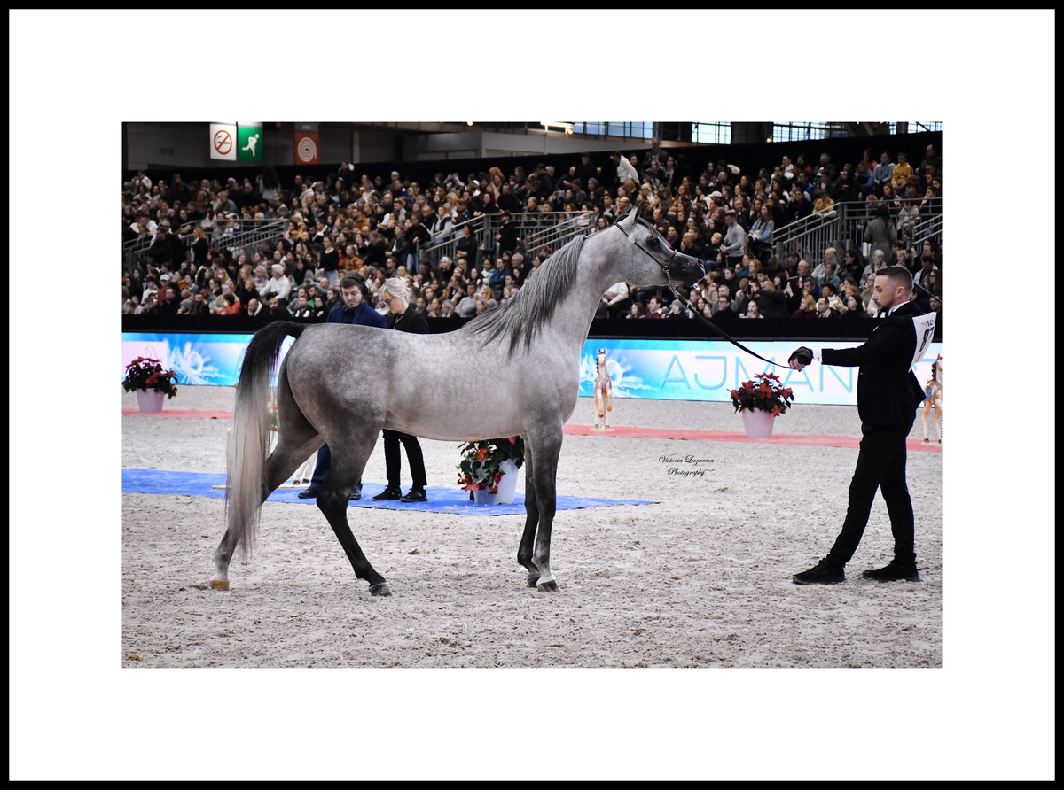 Best head - NESJ EL JAMEEL