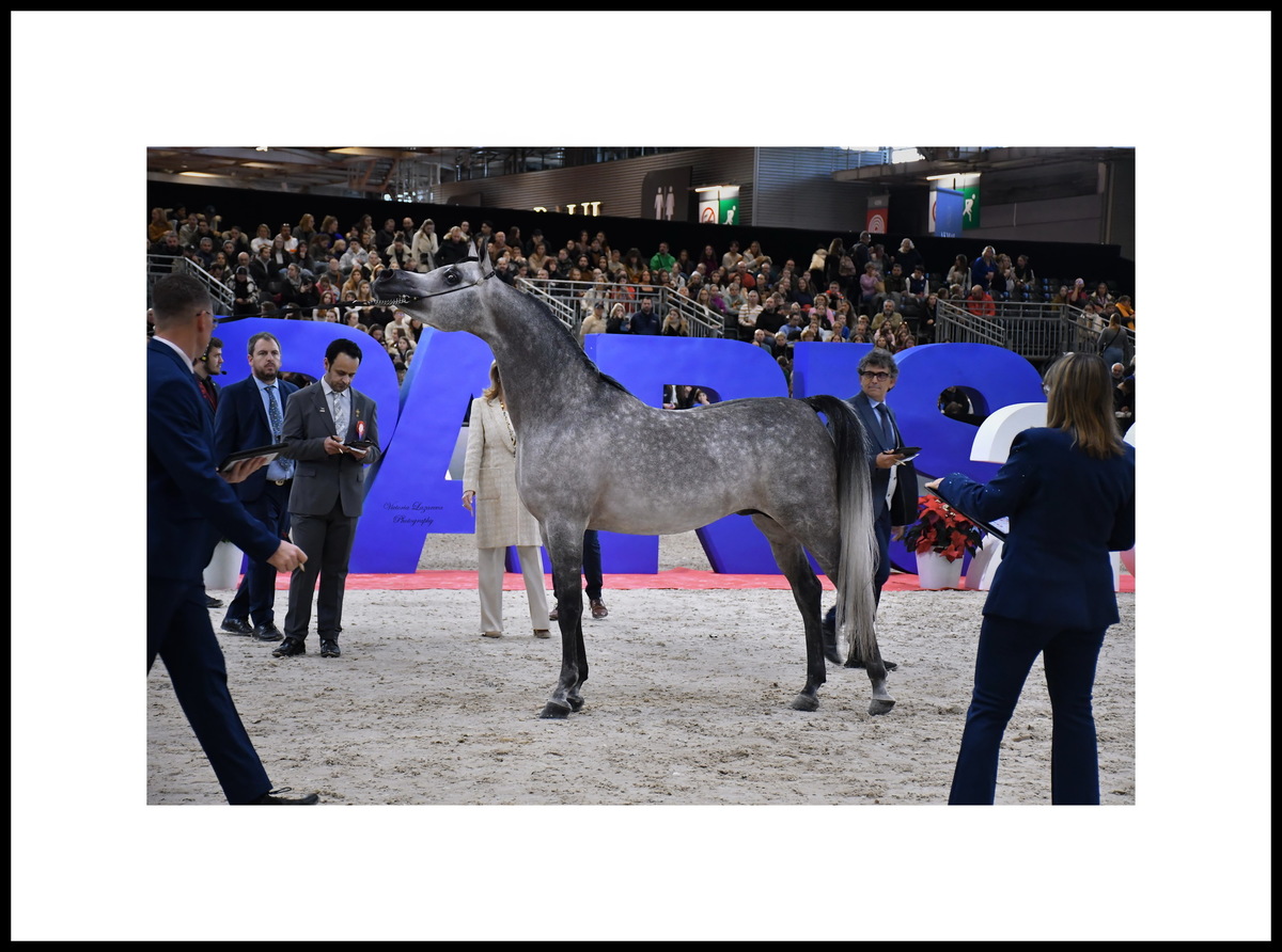 Best head - BAZ ALJASSIMYA