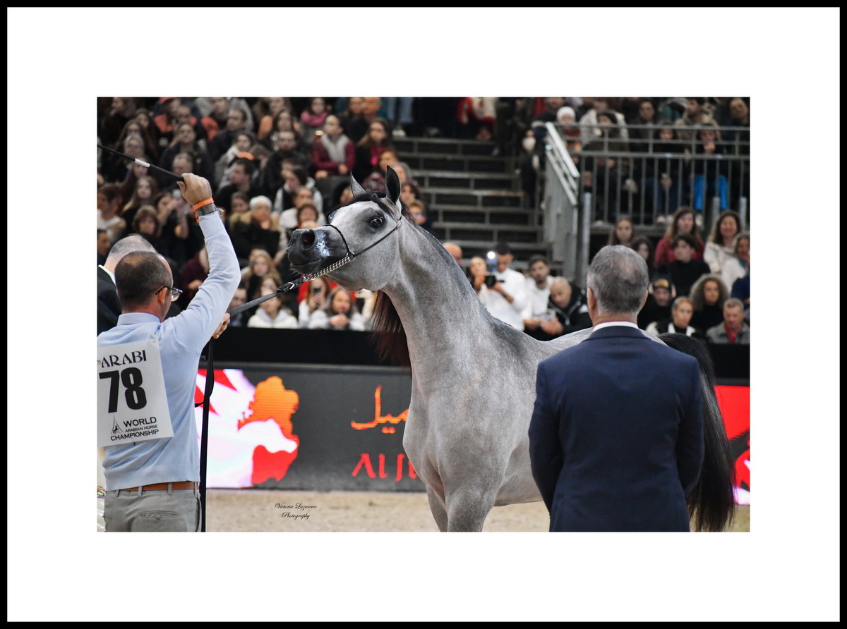 Best head - AFREEN AL SHAQAB