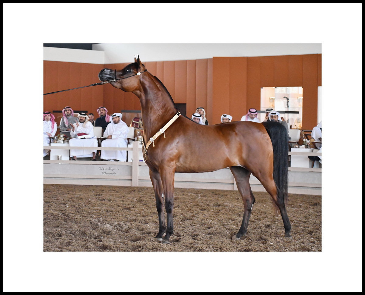 Shahalel Al Shaqab
