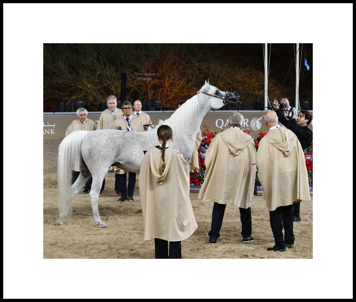 Arabian mare Nada Al Shahania - Evaluation of the back