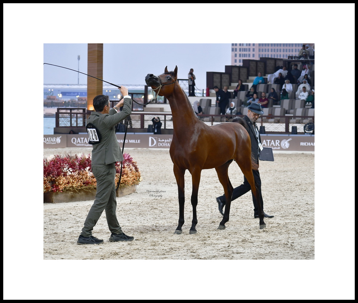Paolo Capecci & junior Arabian colt