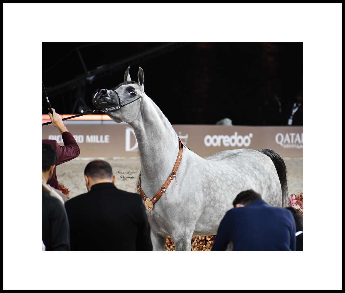 Arabian mare D Beisan 