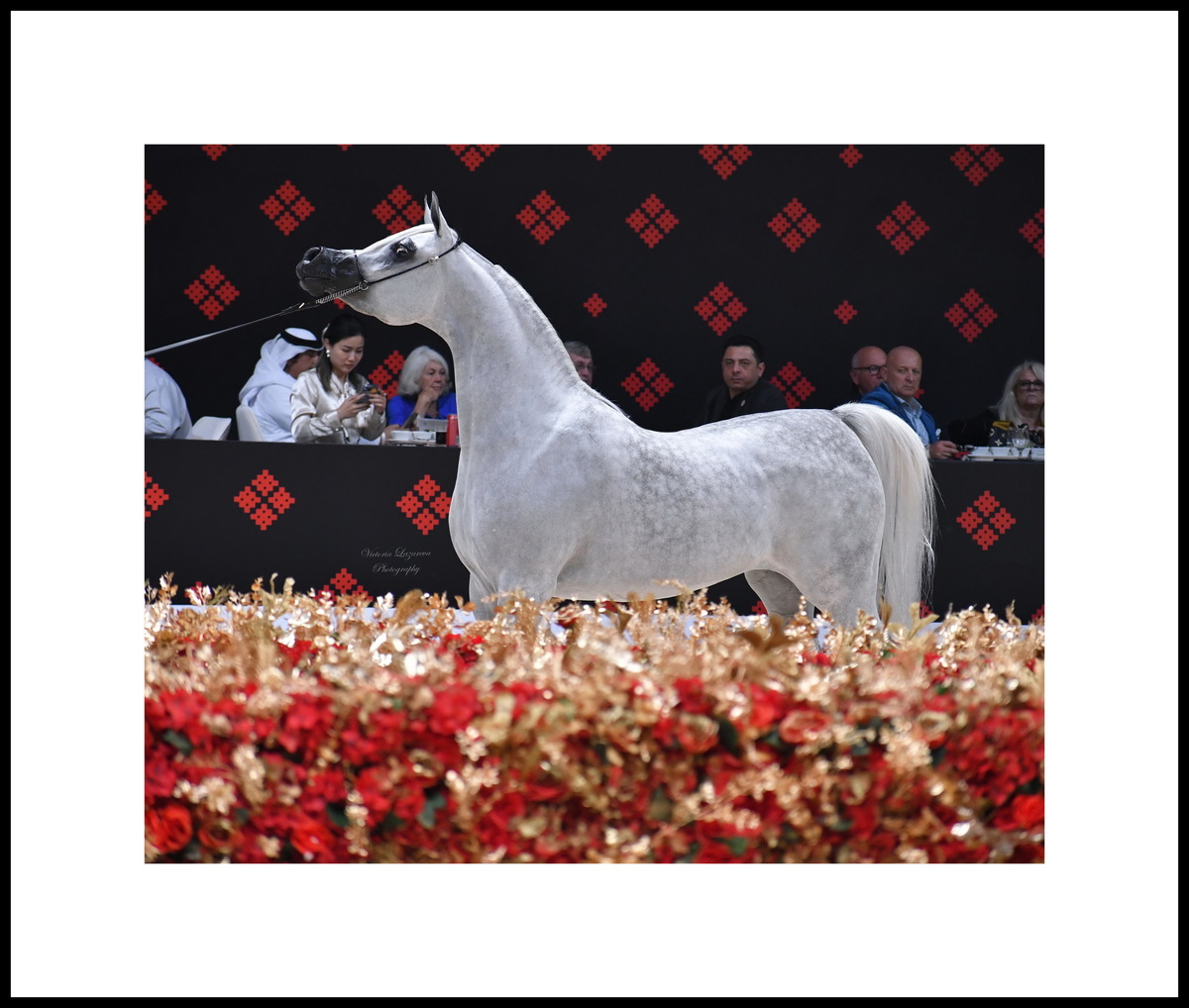 Arabian mare AJ Kayya - "Horse of the Tour", GCAT 2024