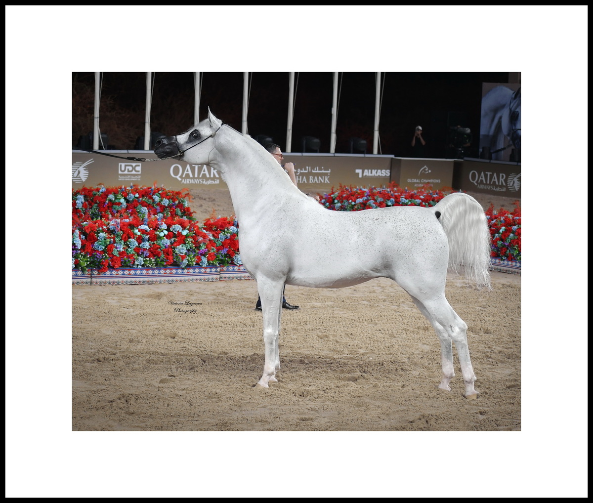 Arabian stallion Amaar