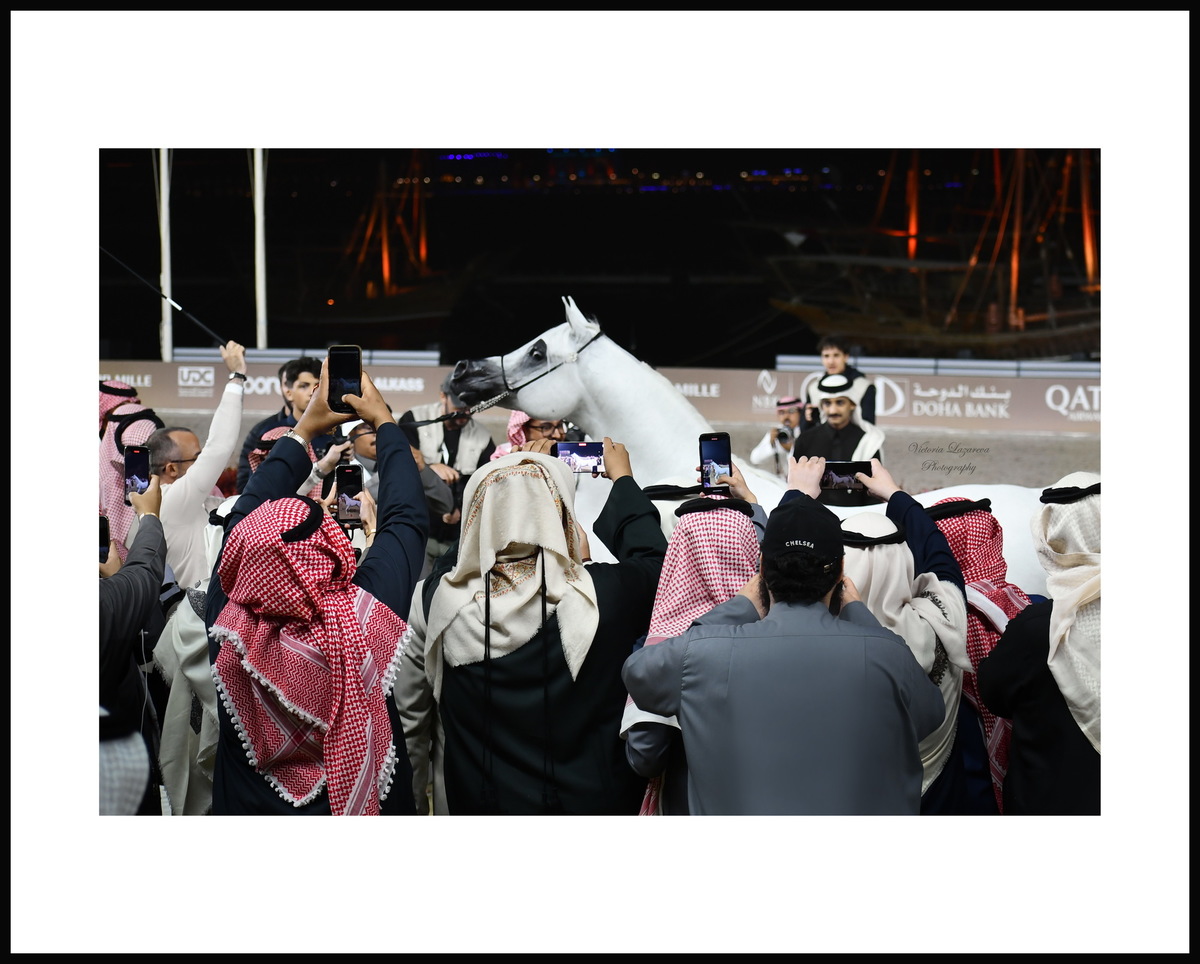 Arabian stallion Alexxanderr