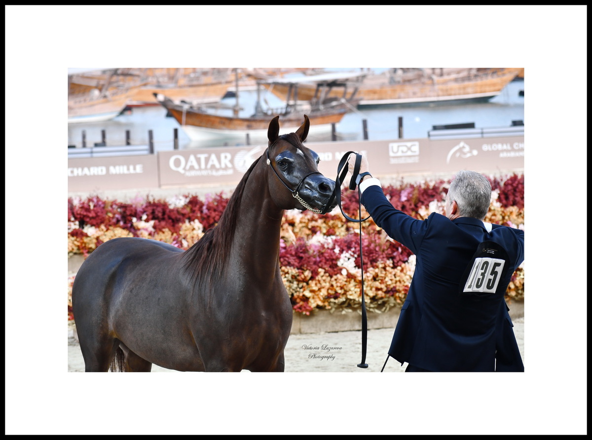 Philippe Hossay & junior Arabian filly Shahbrys HVP
