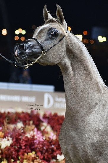Yearling filly Arabella Al Shahania