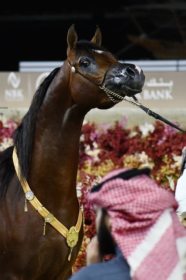 Junior colt LR Anselmo