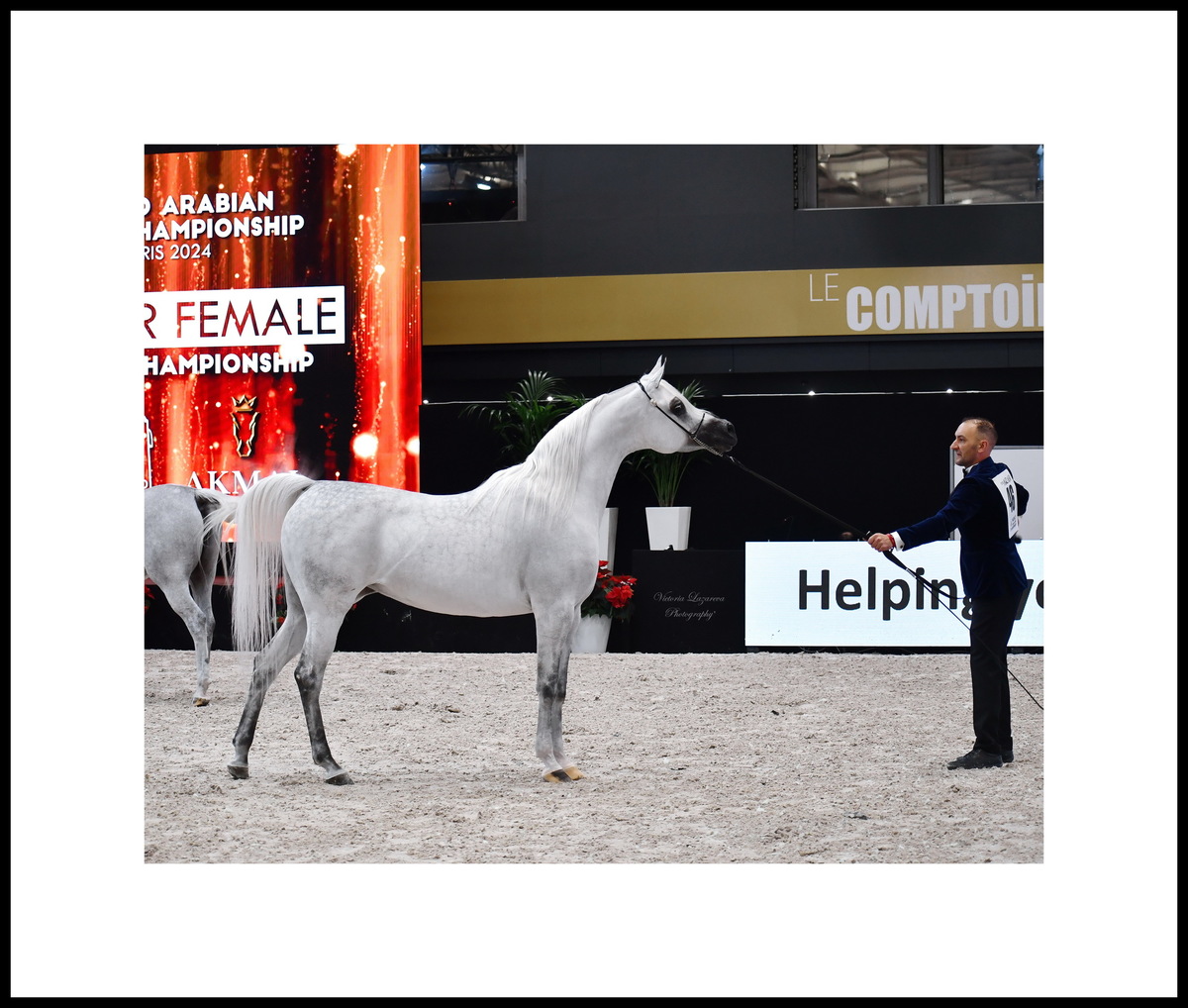 Glenn Schoukens & Arabian mare AJ Kayya — WAHC 2024, Paris