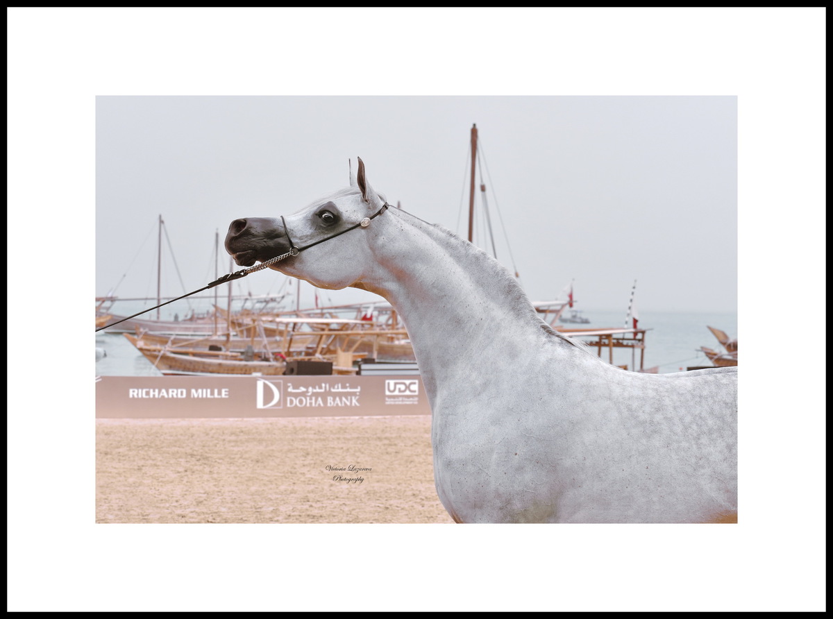 Arabian mare Al Aryam Banafsaj