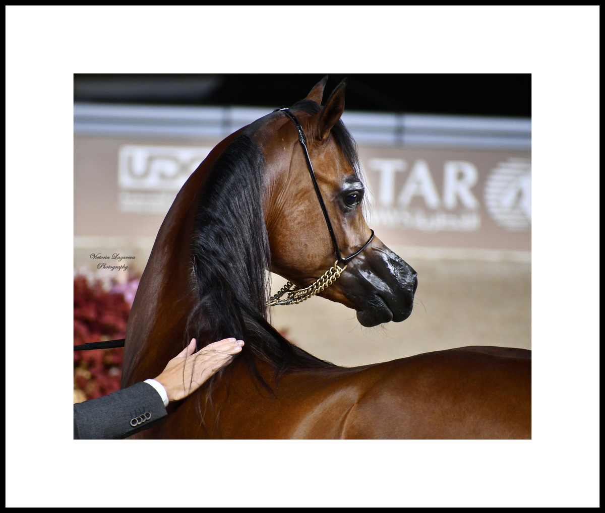 Junior colt D Borkan