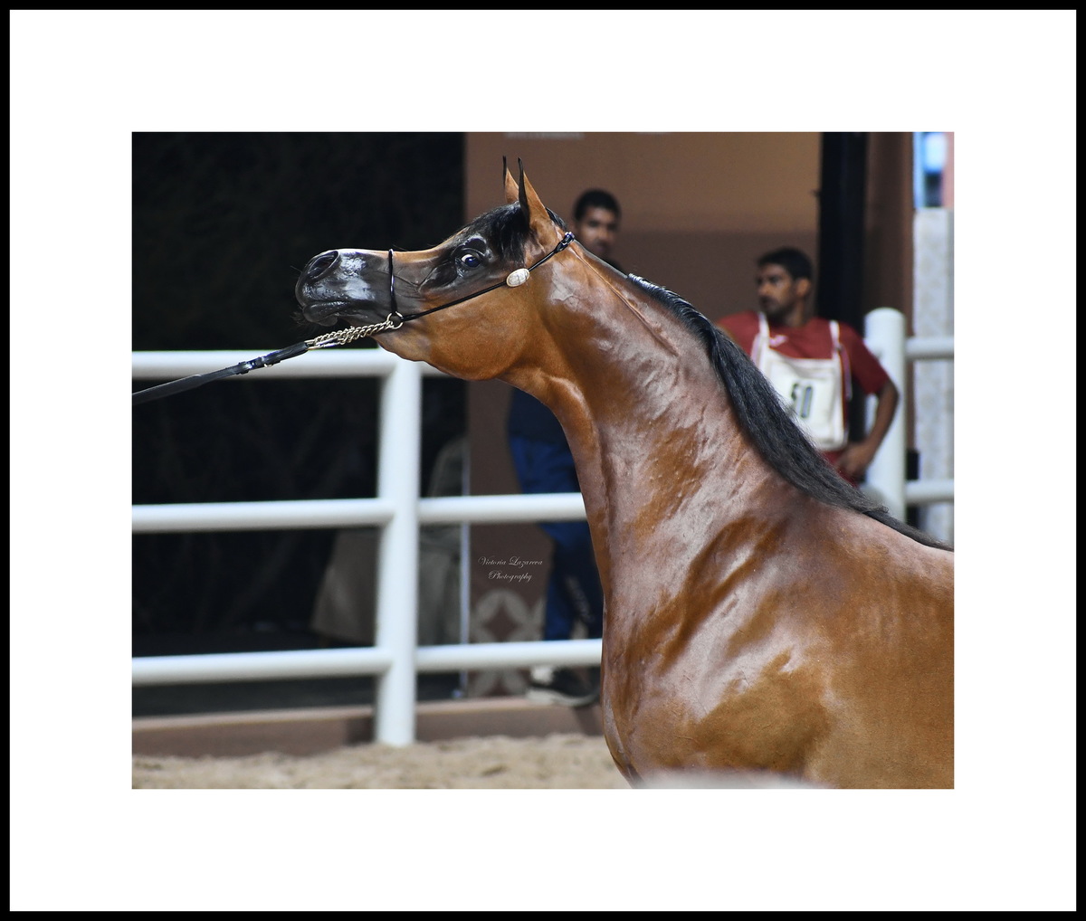 Junior Arabian filly Shahalel Al Shaqab - "Horse of the Tour 2025", "The Best Female Horse of the Tour" for the 2025 GCAT Europe & Middle East series