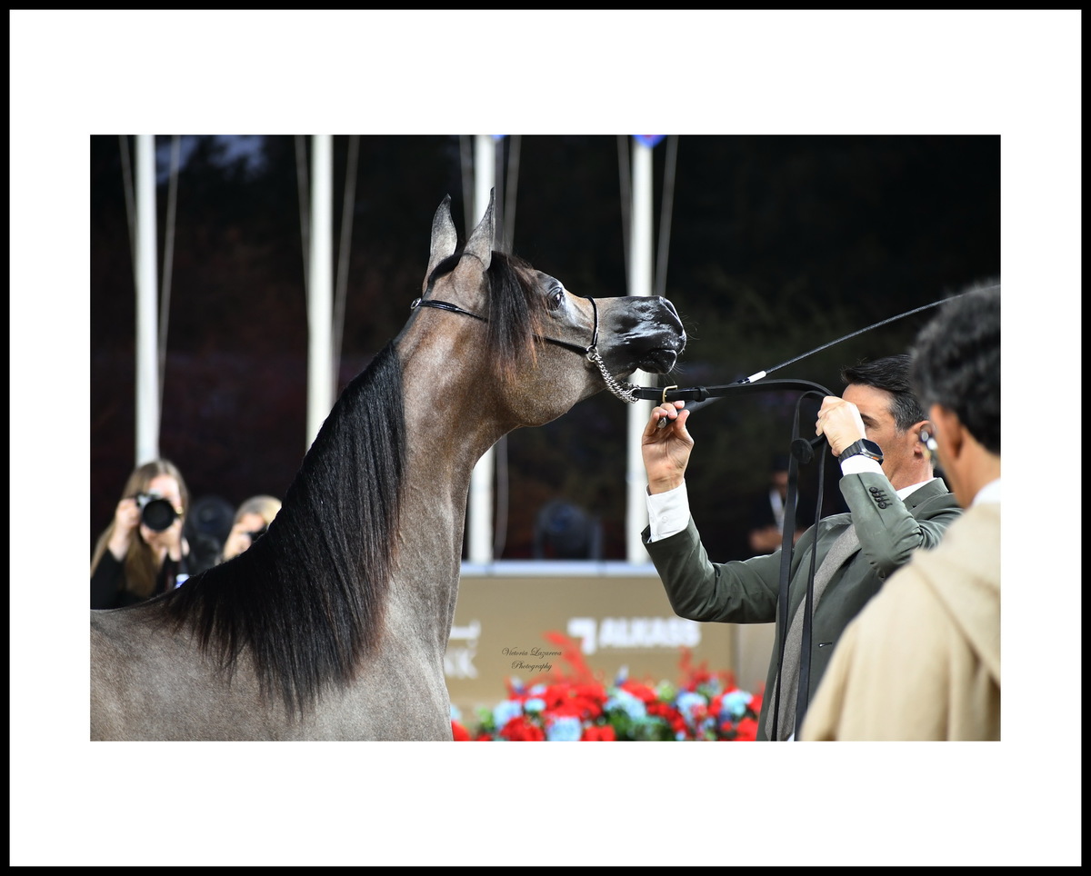 Paolo Capecci & yearling Arabian filly D Neeran