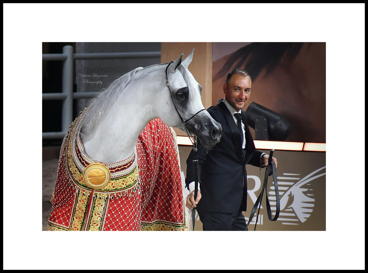 Glenn Schoukens & stallion Berlin MP, QATAR