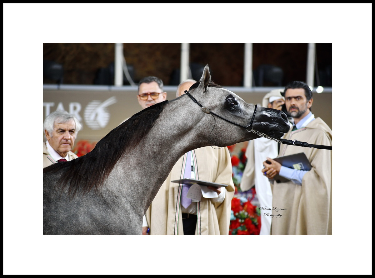 Arabian yearling colt Sharar Al Manhal, QATAR