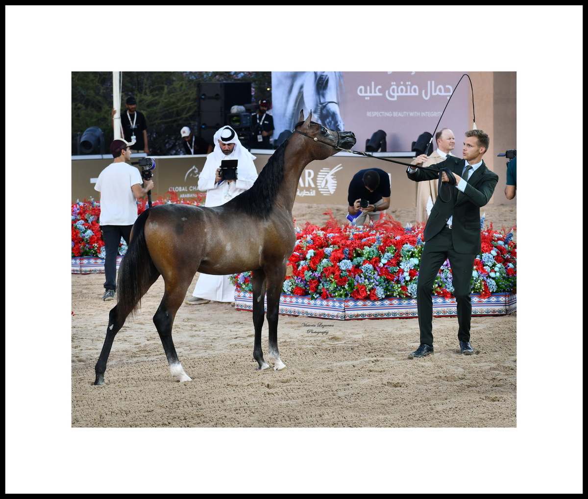 Arnauld Mertens & yearling Arabian colt Tashaar Al Shaqab