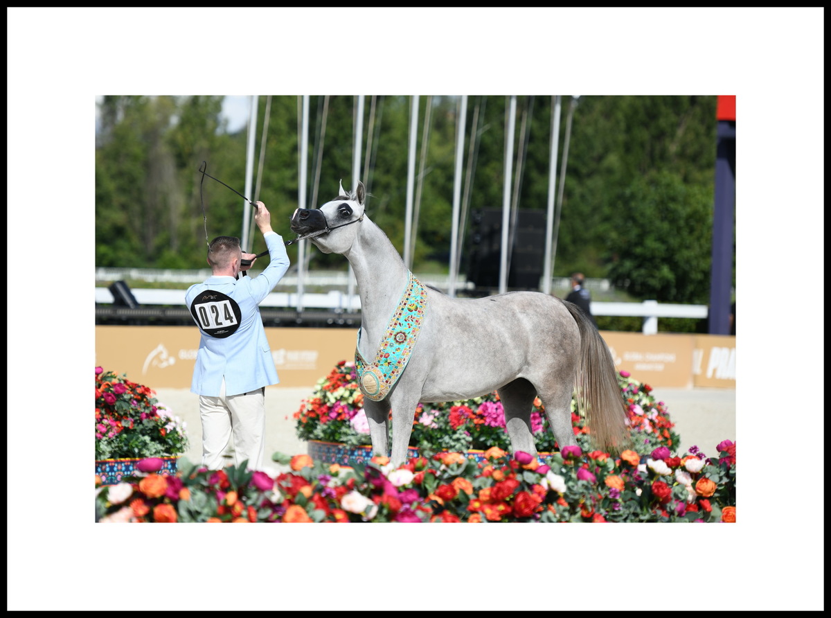 Yearling filly Delayel Al Sayed, photo credit by gcarabianstour.com