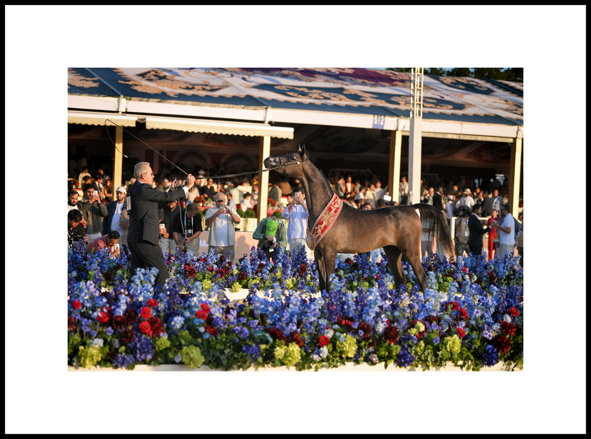 Yearling filly Haboob Ajmal, photo credit by gcarabianstour.com