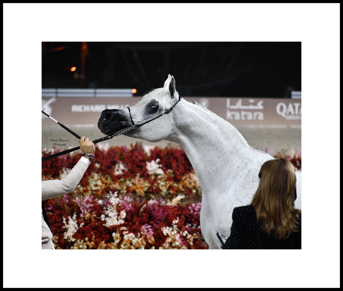 Arabian mare Mozn Al Bidayer