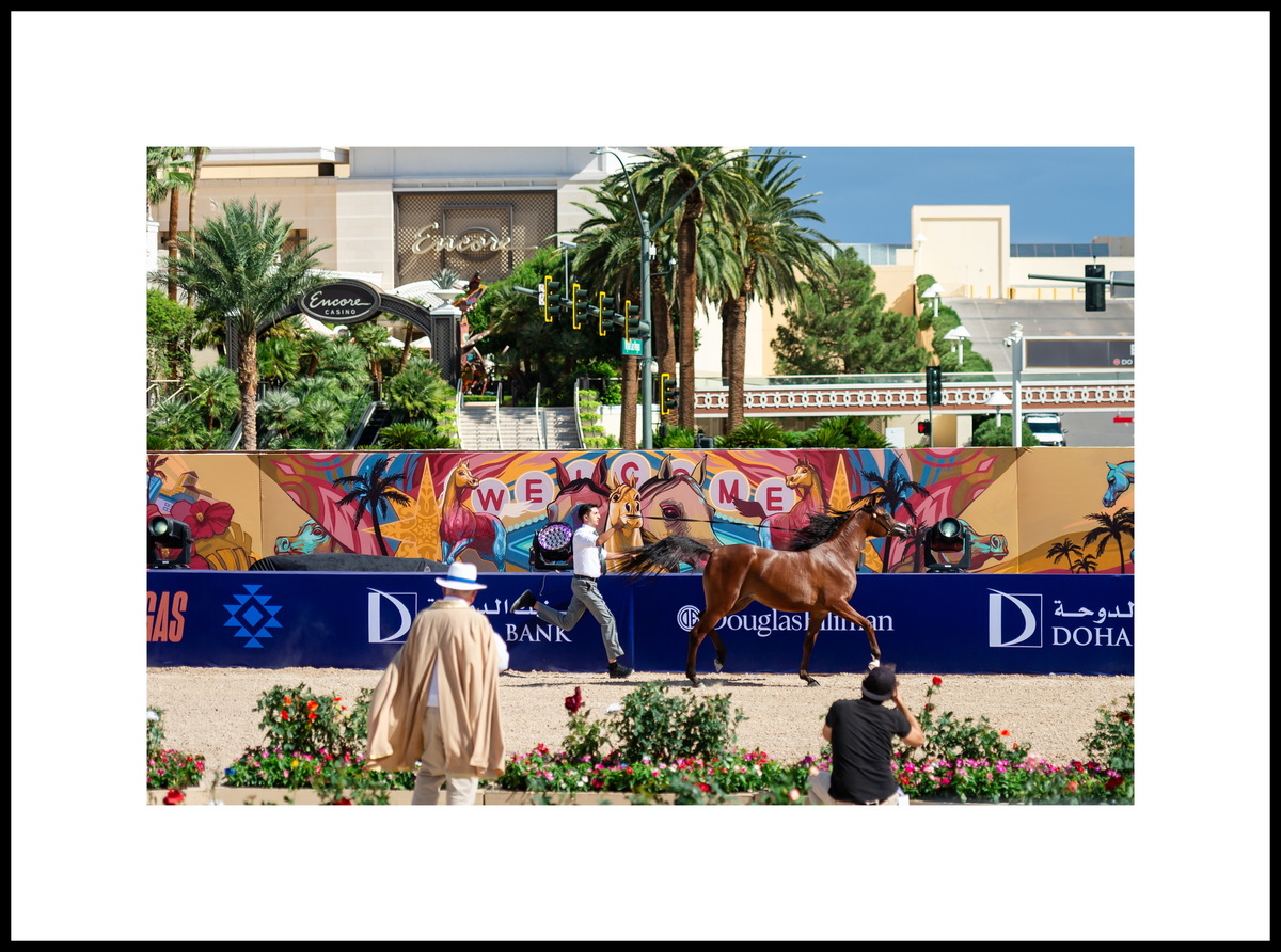 Las Vegas, Nevada, USA, photo credit by © Global Champions Arabians Tour