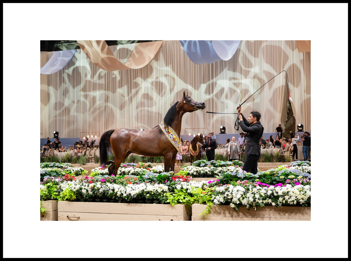 Годовалый жеребчик Эс Ви Би Калаис: три золота – Скоттсдейл, Денвер, Лас-Вегас; серебро Майами. Фото предоставлено © Global Champions Arabians Tour