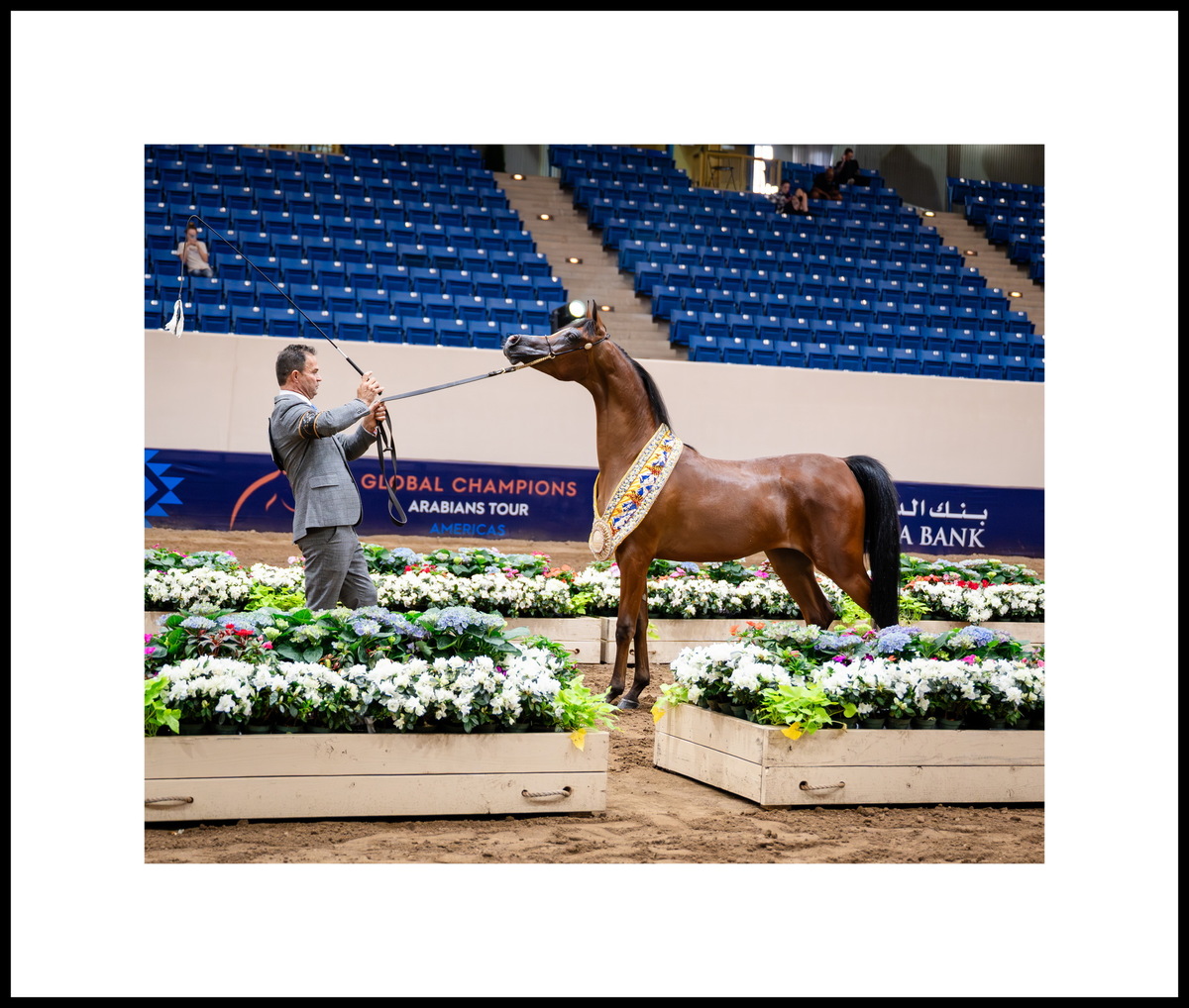 Годовалая кобылка Седона Эй Си: два золота – Скоттсдейл, Денвер; два серебра – Майами, Лас-Вегас. Фото предоставлено © Global Champions Arabians Tour