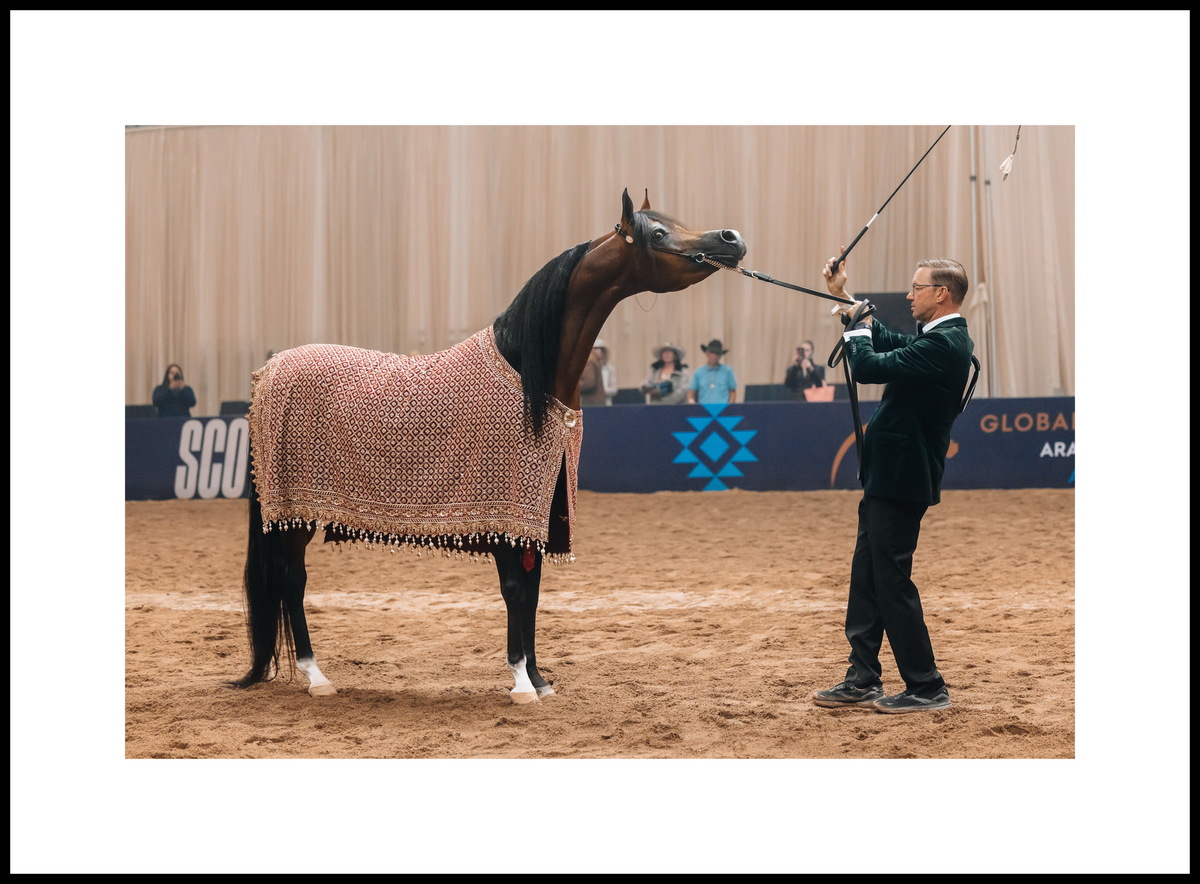 Арабский жеребец Ташим Пи Эм Эй: три золота – Скоттсдейл, Майами, Денвер, серебро Лас-Вегаса. Фото предоставлено © Global Champions Arabians Tour