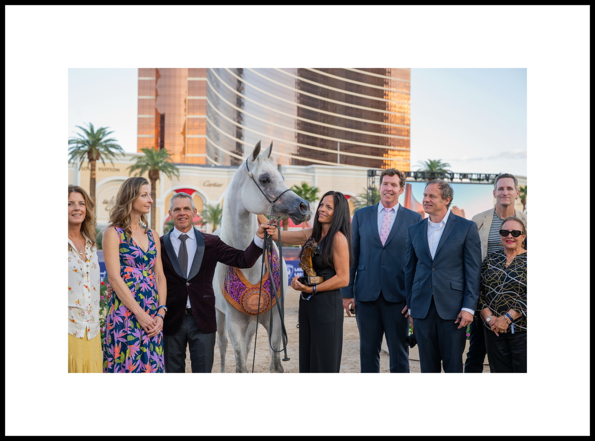 Арабская кобыла Виксксен Kей: серебро Денвера, три бронзы – Скоттсдейл, Майами, Лас-Вегас. Фото предоставлено © Global Champions Arabians Tour