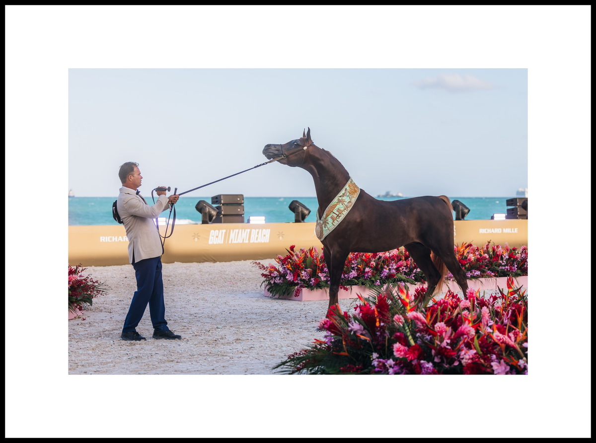 Жеребчик-юниор Эс Ти Эй Хай Волтадж: два золота – Майами, Лас-Вегас; серебро в Денвере. Фото предоставлено © Global Champions Arabians Tour