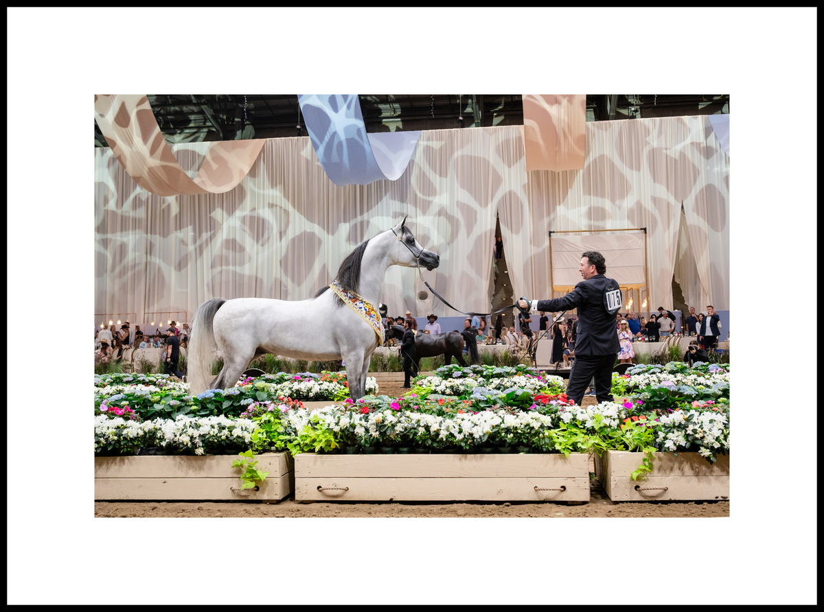 Арабский жеребец Ройал Аттикус: три серебряные медали – Скоттсдейл, Майами, Денвер. Заводчик и владелец – «Ройал Арэбианс», Синди МакГоун или Марк Дэвис, США. Фото © Global Champions Arabians Tour