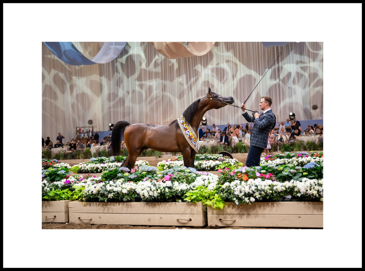 Годовалый жеребчик Ария Бенито: серебряная медаль в Денвере; две бронзовые медали – Скоттсдейл, Лас-Вегас. Заводчик и владелец – «Ариа Престидж Холдингс», США. Фото предоставлено © Global Champions Arabians Tour