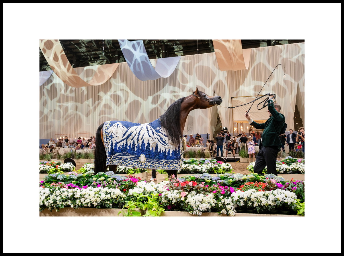 Эндрю «Энди» Селлман и арабский жеребец Ташим Пи Эм Эй. Фото предоставлено © Global Champions Arabians Tour