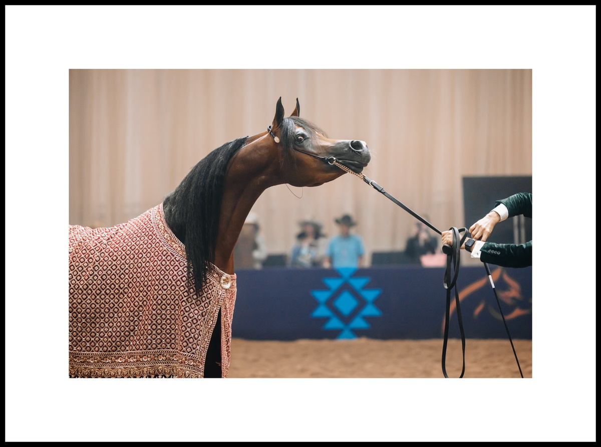 Арабский жеребец Ташим Пи Эм Эй. Фото предоставлено © Global Champions Arabians Tour