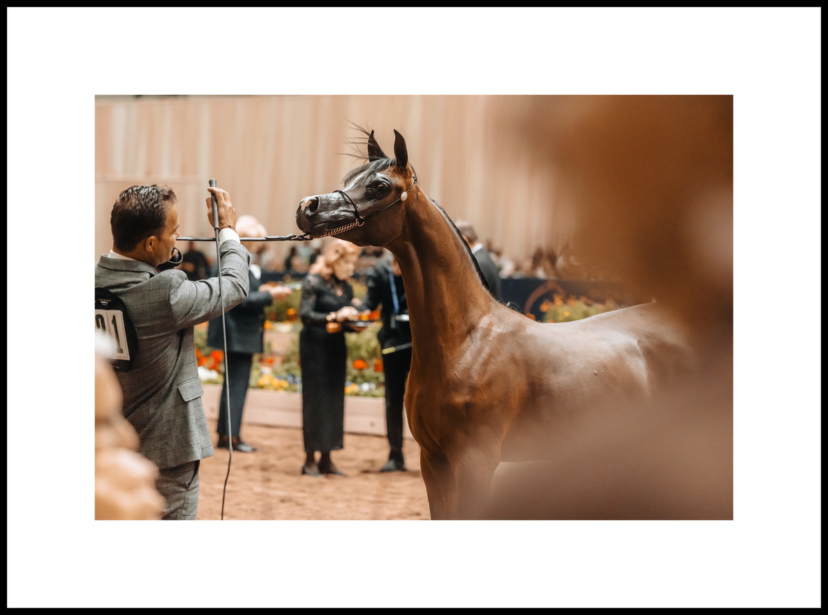 Американская часть Кругосветки 2025: «Лучший хендлер» Сандро Пинья и «Лучшая лошадь женского рода» Седона Эй Эс. Фото предоставлено © Global Champions Arabians Tour