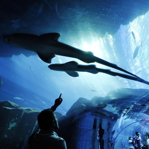 The Dubai Aquarium and Underwater Zoo. In the neighbor of sharks