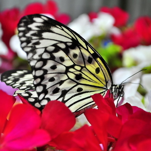 Сад бабочек в Дубае. <br/> Ускользающая красота