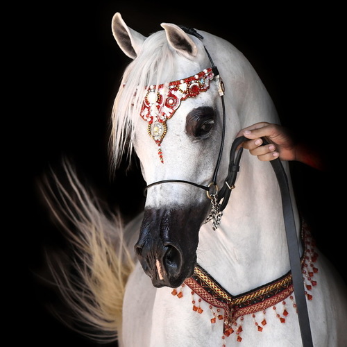 Dubai International Horse Fair. <br/> One Million Dollars Babies