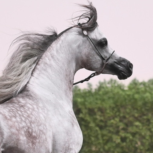 Арабские чистокровные лошади. <br/> Конюшня эмира Дубая