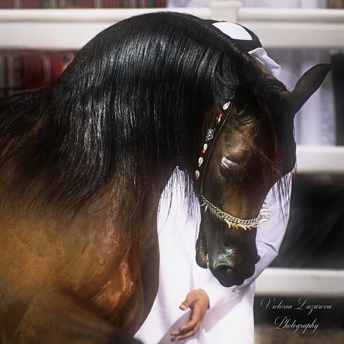 Арабские чистокровные лошади. <br/> Конюшня эмира Катара