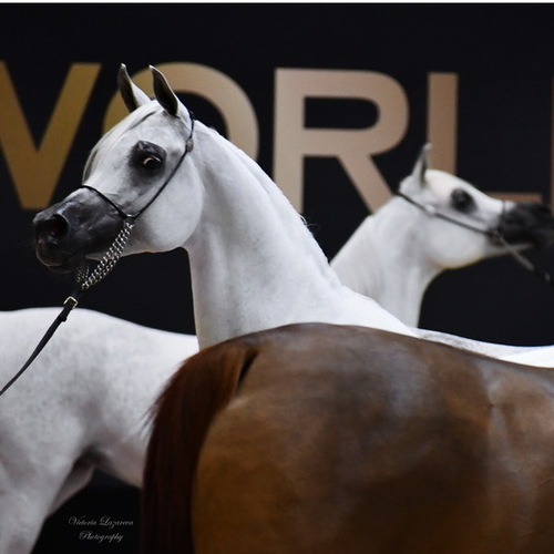 WORLD ARABIAN HORSE CHAMPIONSHIP IN PARIS 2024